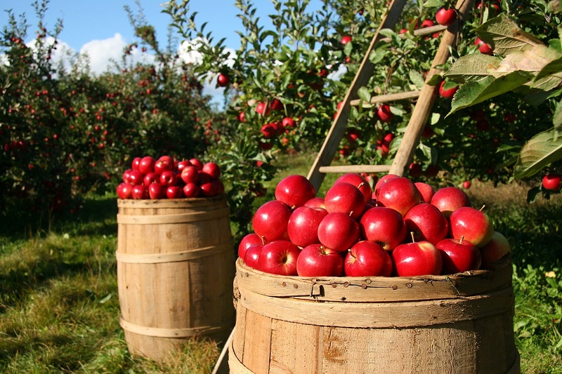 PIxabay Infopangea manzanas