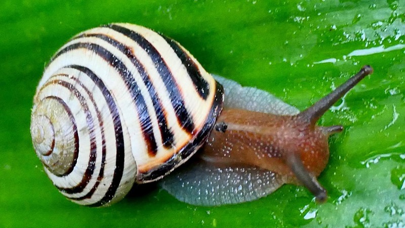 La Vanguardia Infopangea caracol